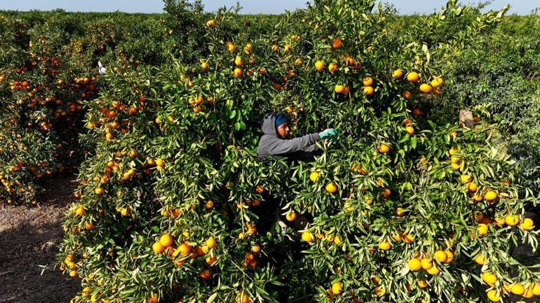 Tarım işçilerinin grevi mahsulü dalında bıraktı Kilosu 3 liraya kadar düştü