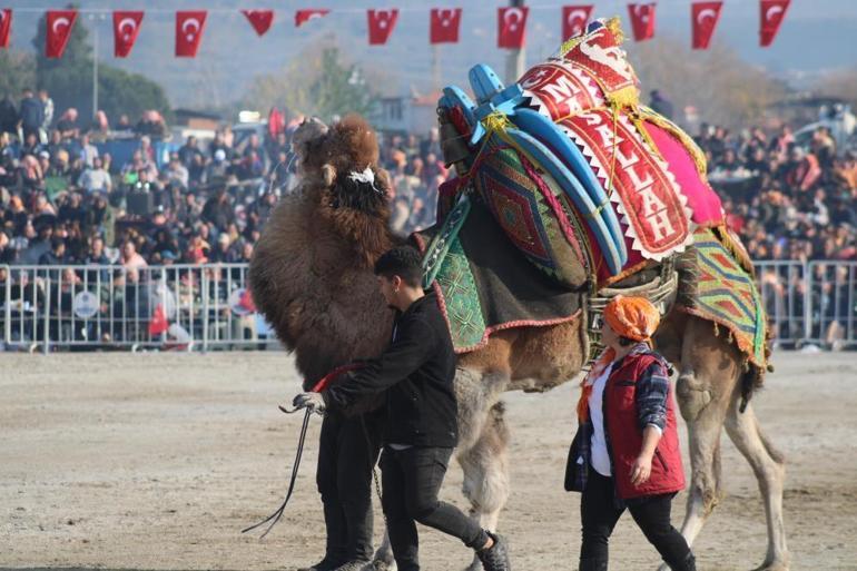 Milyonluk pehlivan develer gelin gibi süslenmeden arenaya çıkmıyor