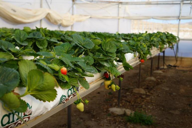 Topraksız tarım yöntemiyle çilek üretimi kadın emeğiyle büyüyor