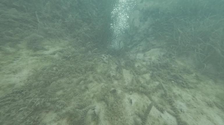 Sapanca Gölündeki kabarcıklar endişe yaratmıştı Numuneler alındı, sebebi ortaya çıktı
