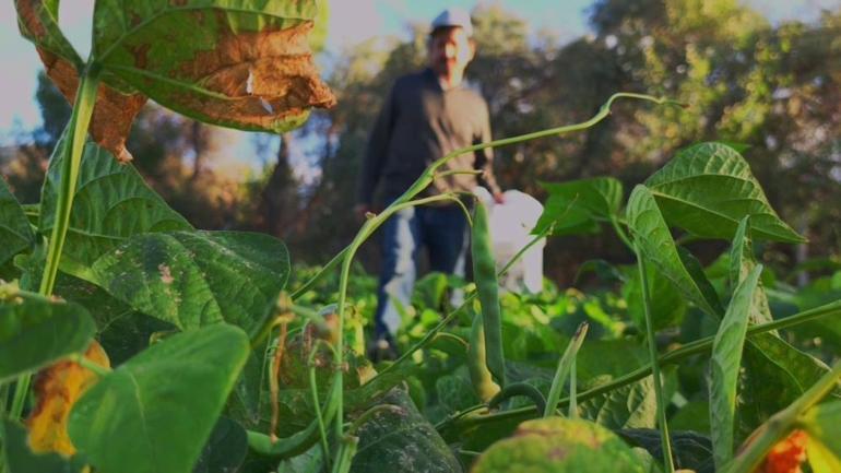 Dünya mutfaklarının gözdesi haline geldi Erzurumlular beyaz altın diyor, kilosuna 500 lira sayıyor