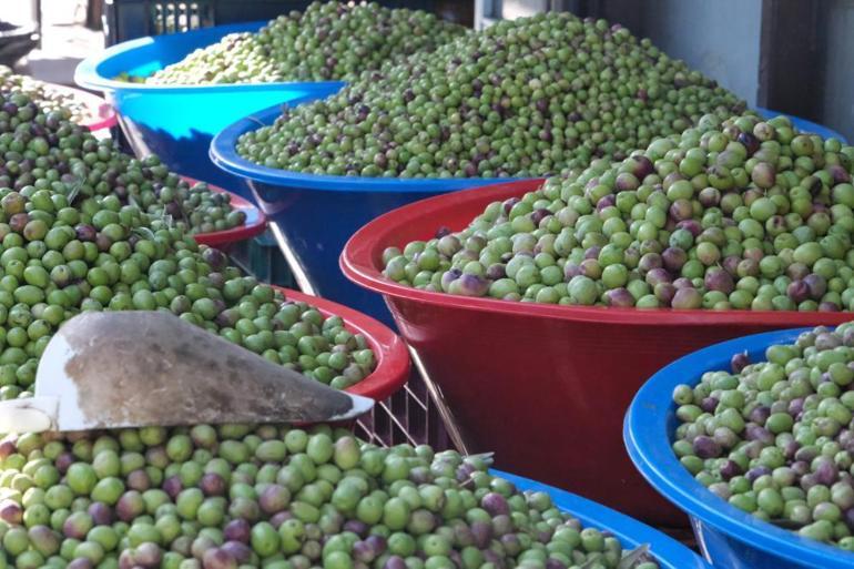 Gaziantepte hasat kısa sürede bitti Geçen yıla göre fiyatlar sabit kaldı