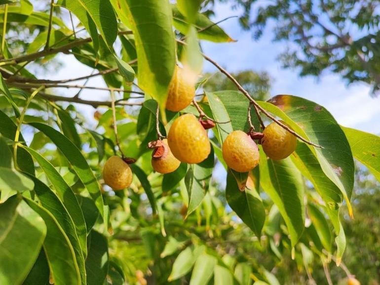 Türkiyede sadece Adanada yetişiyor Adı ceviz ama yenmiyor, faydası sanayiye olacak