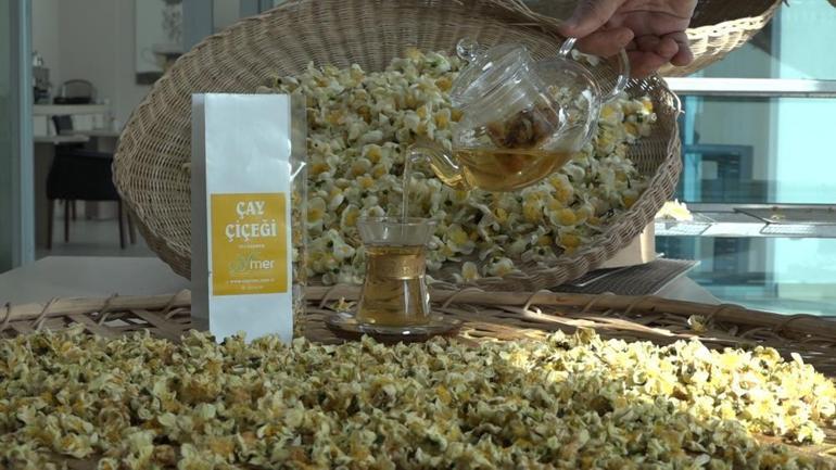 Rizede çay hasadında yeni keşfedildi Kilosu 6 bin TLden satılıyor