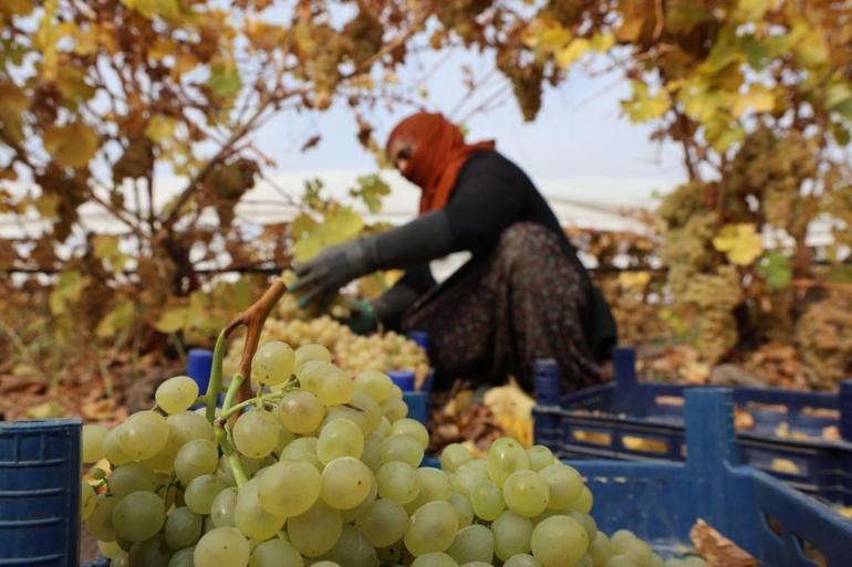 Hasatta son günler, rekolte yüzde 80 düştü Geçen sene 45 liraydı, bu yıl 55 liraya yükseldi