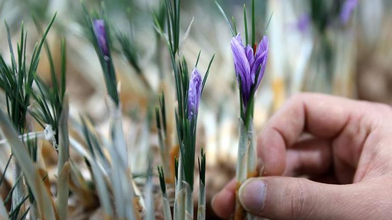 Yeni mezun ziraat mühendisi ezberleri bozdu 500 bin lira masraf yaptı her yıl 1 milyon TL kazanıyor