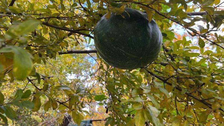 Denizlide şaşırtan olay Bahçesine kabak ekti Böyle bir şey hiç görmedim