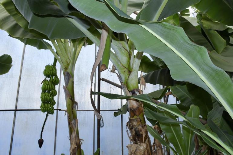 Mersinde ilginç olay Gizlice bahçeye girip muz ve avokado hasadı yaptılar