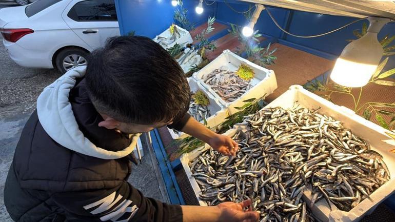Palamut Gürcistana kaçtı Tezgahlar hamsiyle doldu