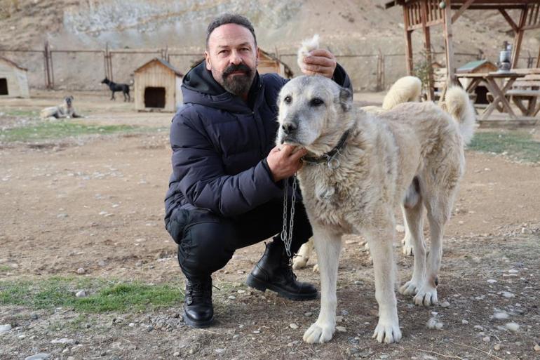 Sivasta kangallar kış modunu açtı, kar yağışını beklemeye başladı