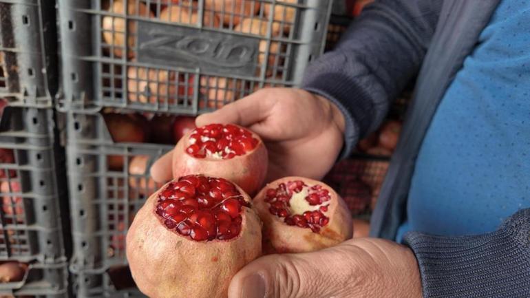 Kuraklık verimi yarı yarıya düşürdü Doğuda 35 lira Batıda 70 liraya satılıyor