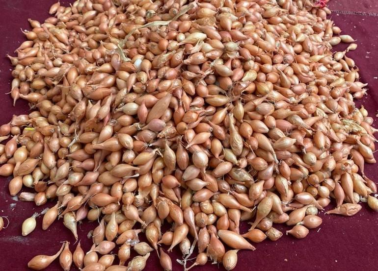 Önümüzdeki senenin fiyatlarını etkileyecek 90 lira soğan, 150 lira sarımsak