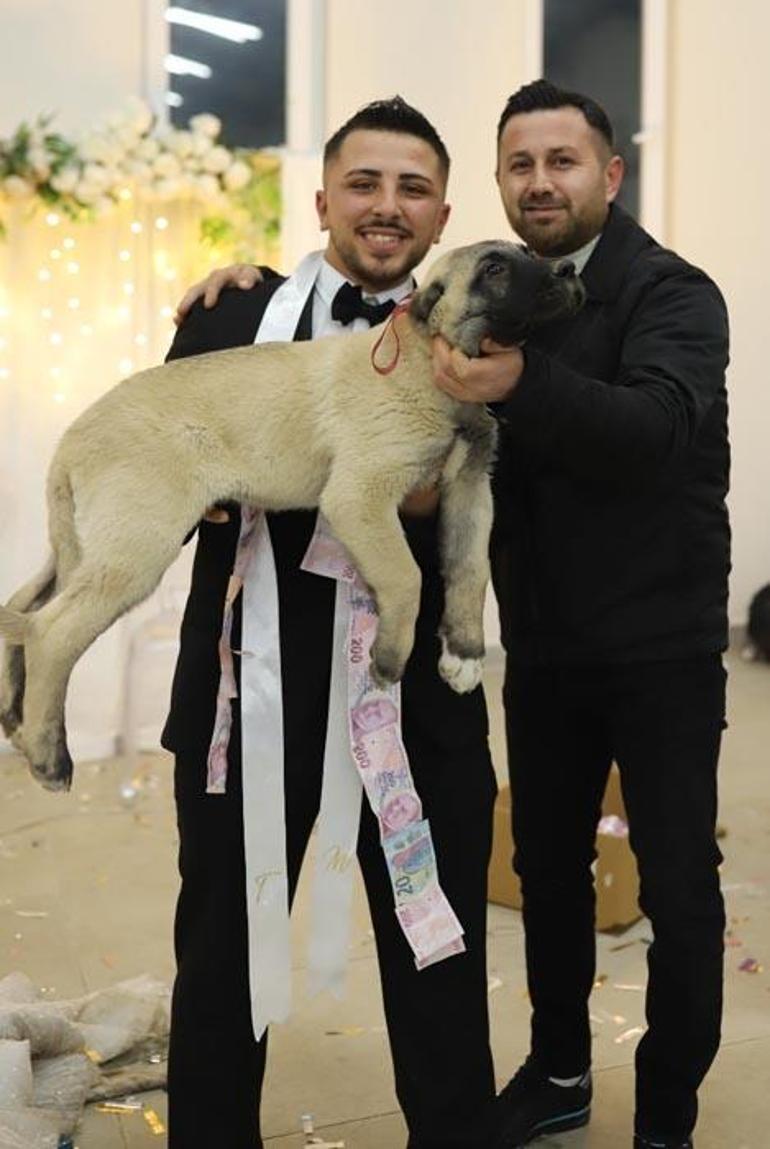 Düğünde gelin ve damada takı yerine çoban köpeği verildi