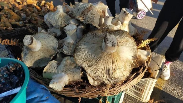 Dev görüntüleriyle pazarda ilgi odağı oldu Kilosu ise 100 lira