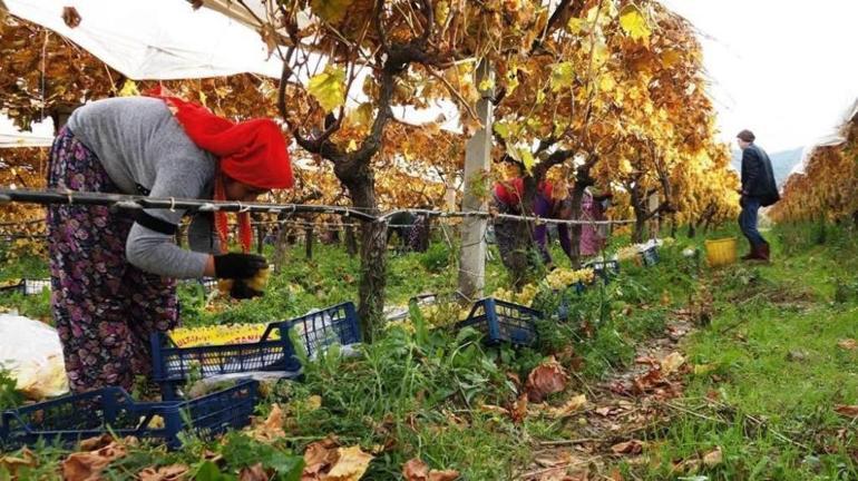 Türkiyede en geç hasat burada Tezgahlarda yerini aldı
