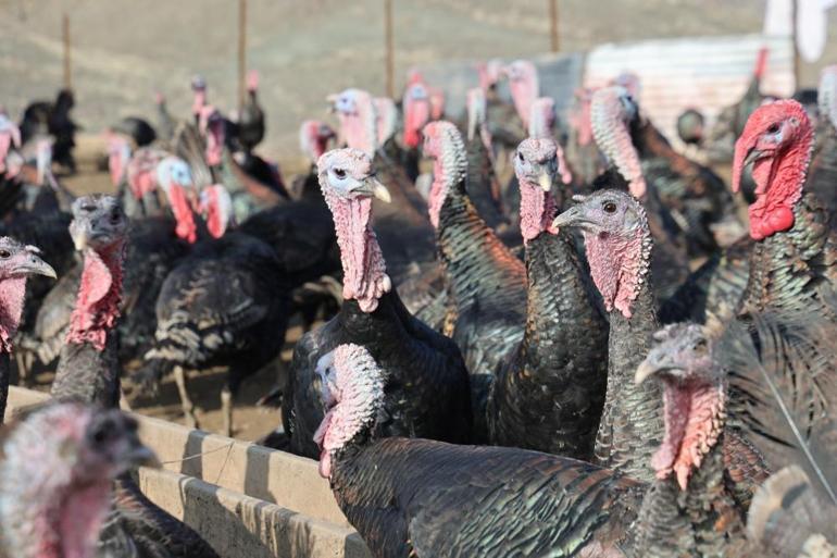 Yurtdışından dönüp, memleketine çiftlik kurdu Şimdi para kazanmak için yılbaşını bekliyor