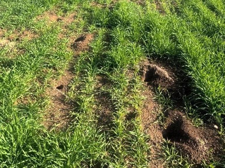 Kırklarelinde tarla faresi alarmı Hububat ekili alanlarda önlemler üst seviyeye çıkarıldı