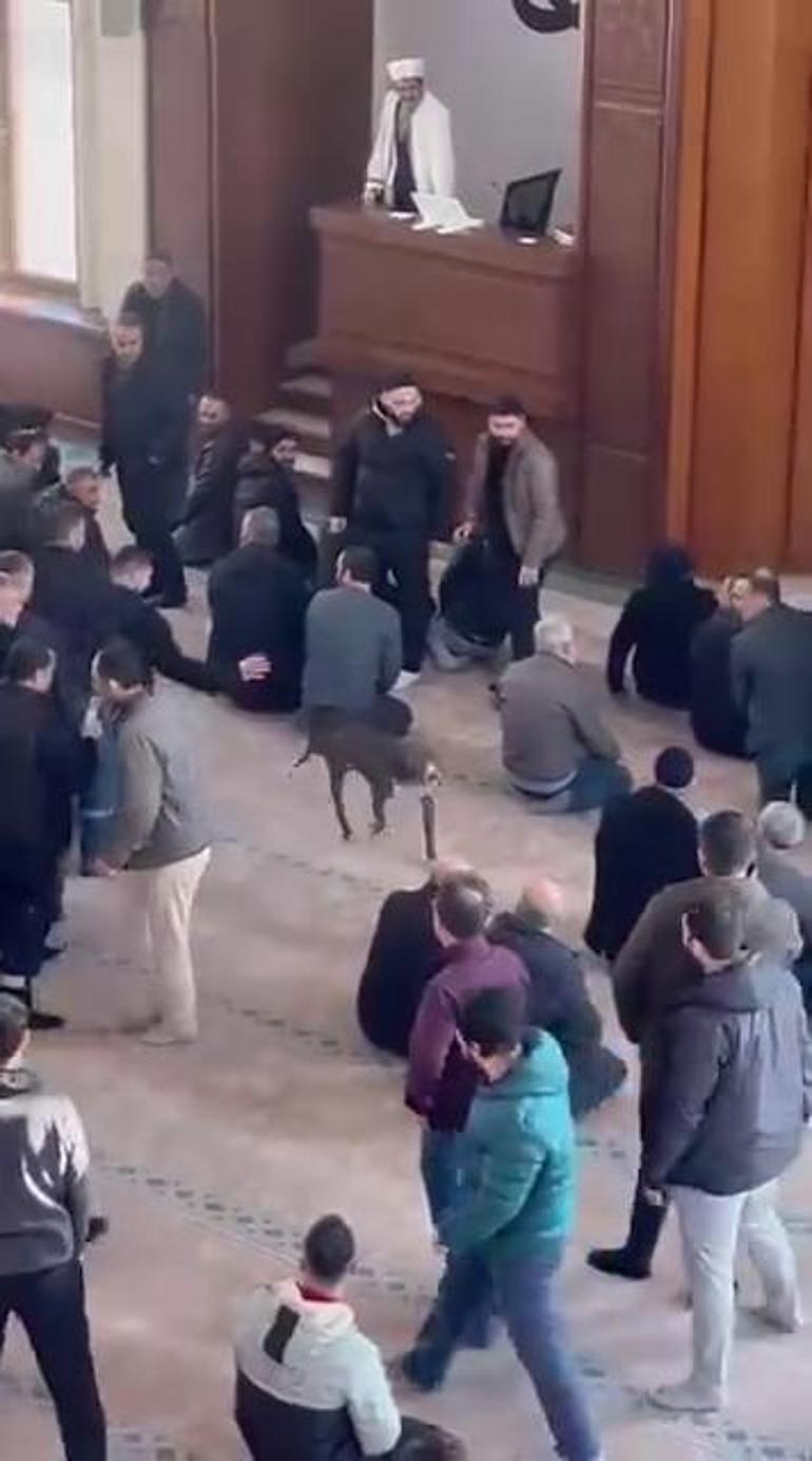 Kocaeli’de cuma vaazı sırasında camiye pitbullun girdiği anlar kamerada