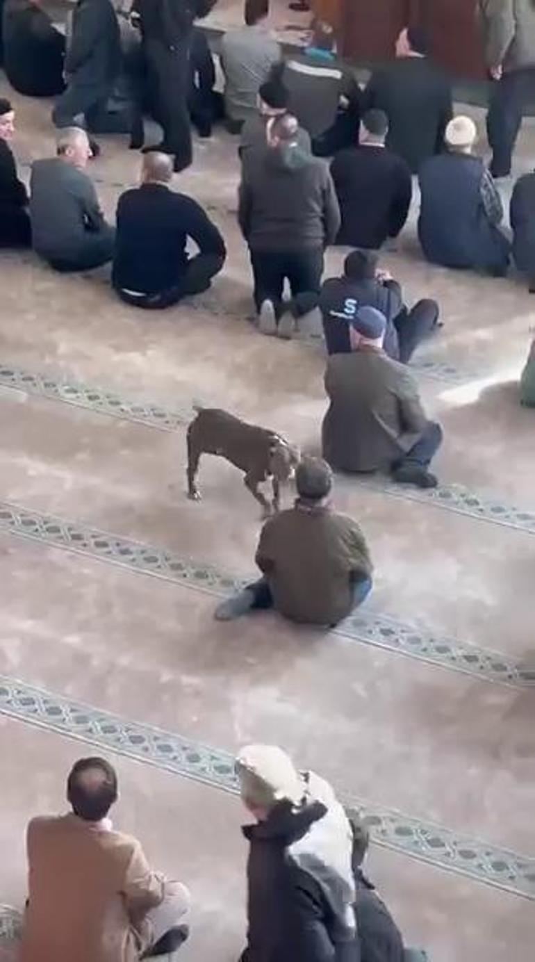 Kocaeli’de cuma vaazı sırasında camiye pitbullun girdiği anlar kamerada