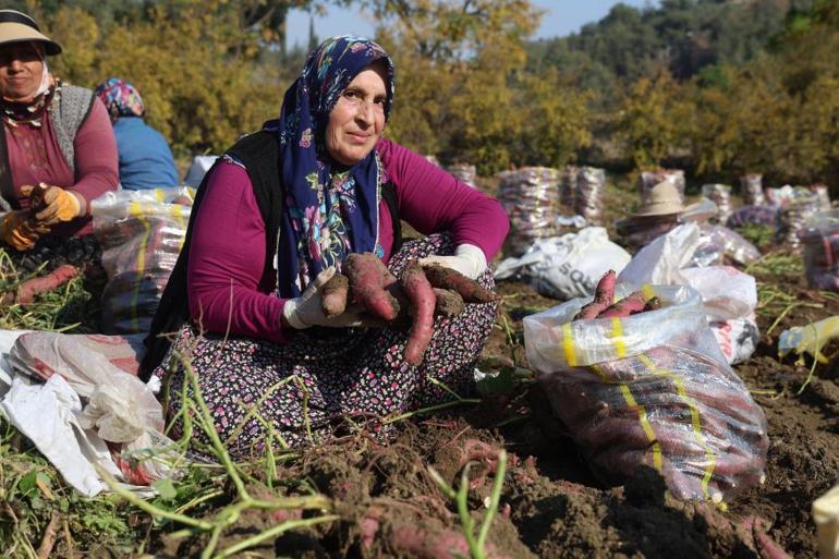 Kuraklık nedeniyle verim yarı yarıya düştü Son hasat yapıldı, tezgaha gelene kadar fiyatı 30 liradan 70 liraya çıkıyor