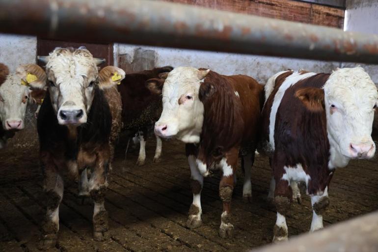 Yüzde 60 hibe aldığı destekle 300 hayvanlık çiftlik kurdu Şimdi ülke ekonomisine katkı sağlıyor