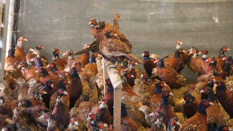 Padişah sofralarının vazgeçilmeziydi Amasyada meşhur eti yeniden sofralara dönüyor