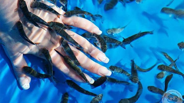 Kangal Balıklı Kaplıca