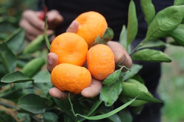 Tarla fiyatı 2 TLye kadar düştü Üreticilerinden market fiyatlarına tepki