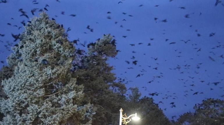 Erzincan’da akşam saatlerinde ortaya çıkıyorlar Bir anda gökyüzünü sarıyorlar, belediye kovalama ekibi bile kurdu