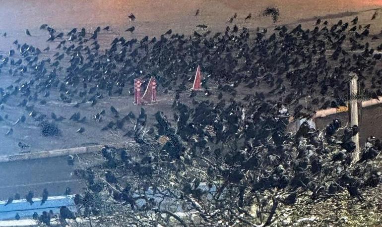 Erzincan’da akşam saatlerinde ortaya çıkıyorlar Bir anda gökyüzünü sarıyorlar, belediye kovalama ekibi bile kurdu