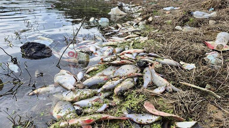 İstanbulda gölette yosun patlaması Onlarcası ölü halde kıyıya vurdu