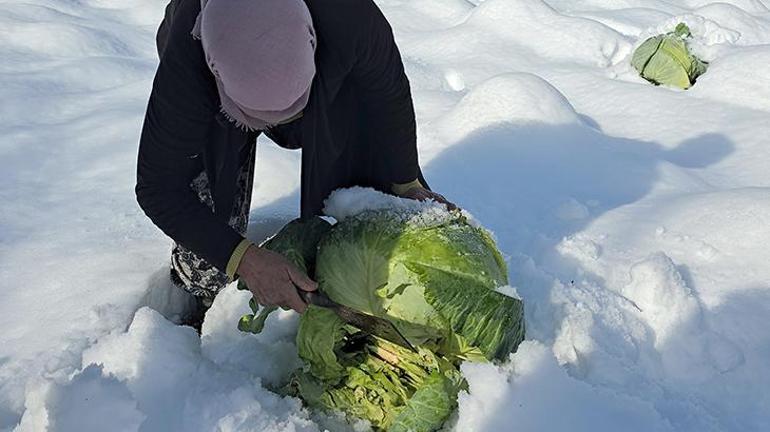 Kar örtüsünün altında hasat yapılıyor Dondurucu soğuklardan etkilenmeden tezgahlara geliyor