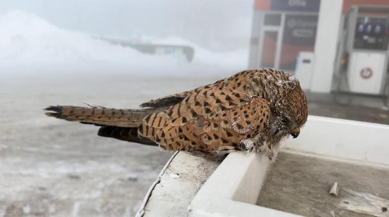 Hakkaride yürek burkan manzara Kuş konduğu yerde dondu