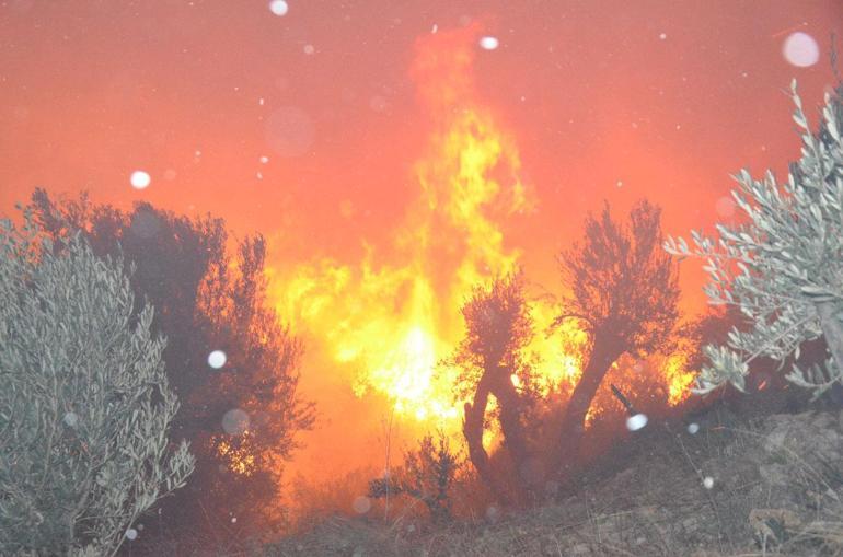 Antalya Serikte orman yangını çıktı