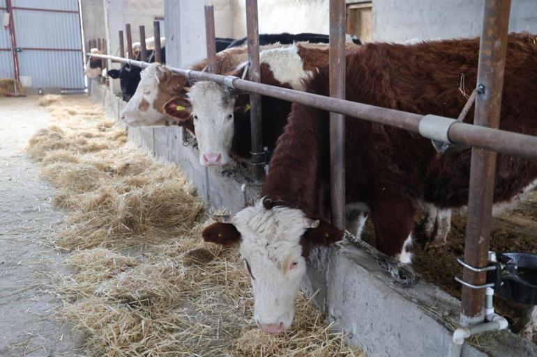 Adananın yeni sorunu oldu Hayvan üreticilerinin başı dertte