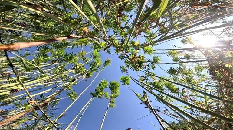 Samsun için son tarih uyarısı geldi O tarihten sonra yapılan başvurular kabul edilmeyecek