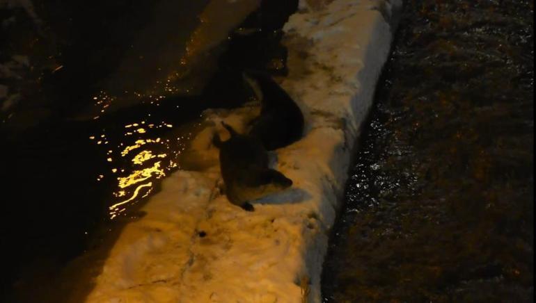 Gümüşhane Harşit Çayı’nda nesli tehlike altındaki su samurları görüntülendi