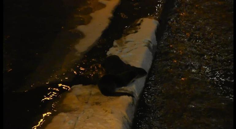 Gümüşhane Harşit Çayı’nda nesli tehlike altındaki su samurları görüntülendi