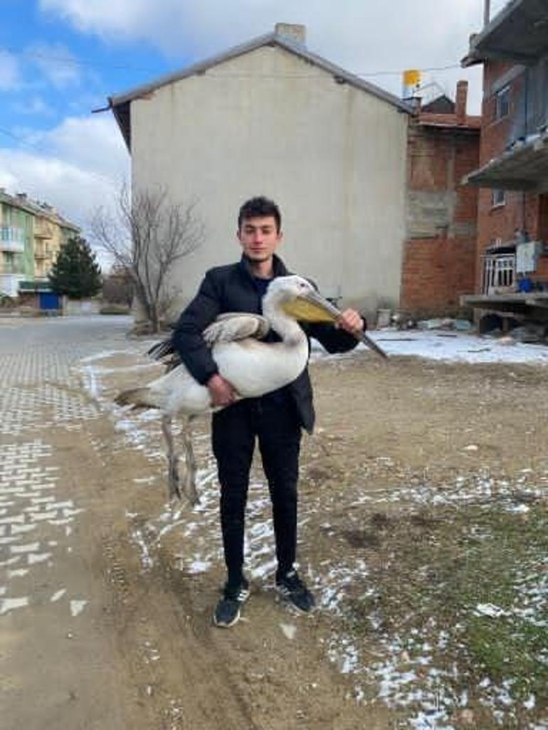 Afyonkarahisar’da sokakta gezerken pelikan buldu Yanına yaklaşınca gerçek ortaya çıktı