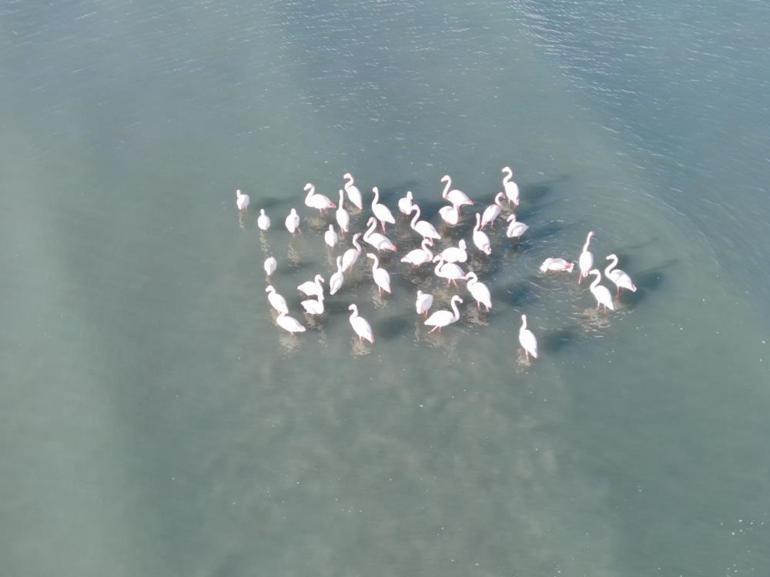 Flamingolar bu yıl da Vanı çok sevdi