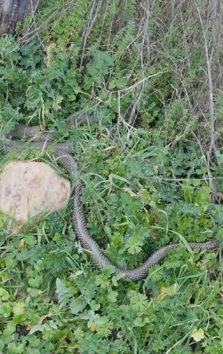Çanakkale’nin Çan ilçesinde 2 metrelik yılan paniği