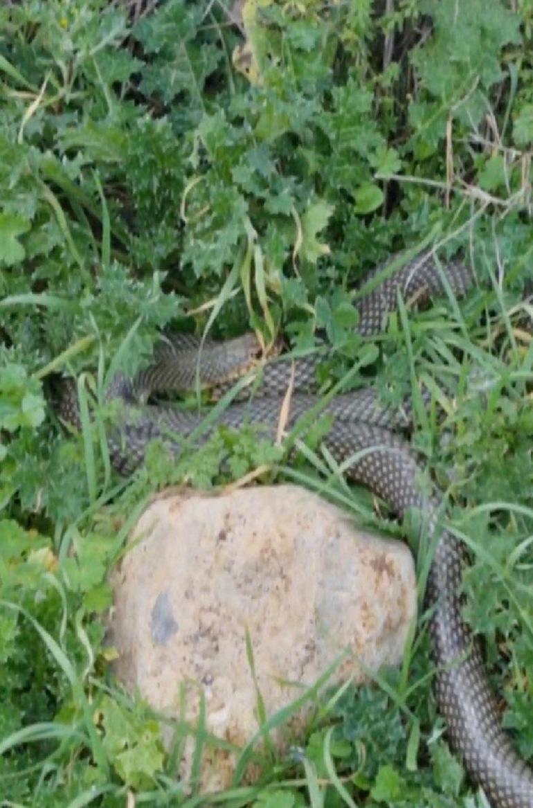 Çanakkale’nin Çan ilçesinde 2 metrelik yılan paniği