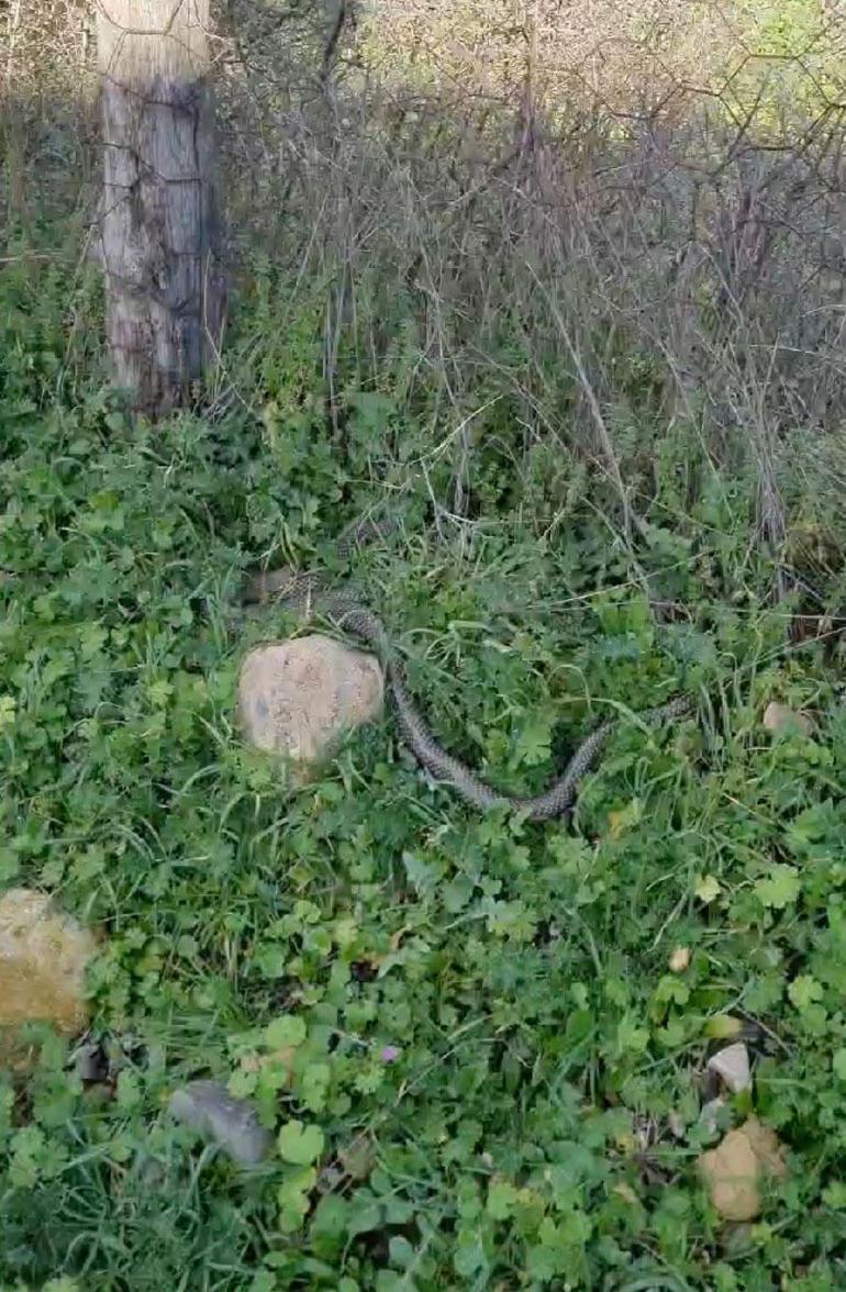 Çanakkale’nin Çan ilçesinde 2 metrelik yılan paniği