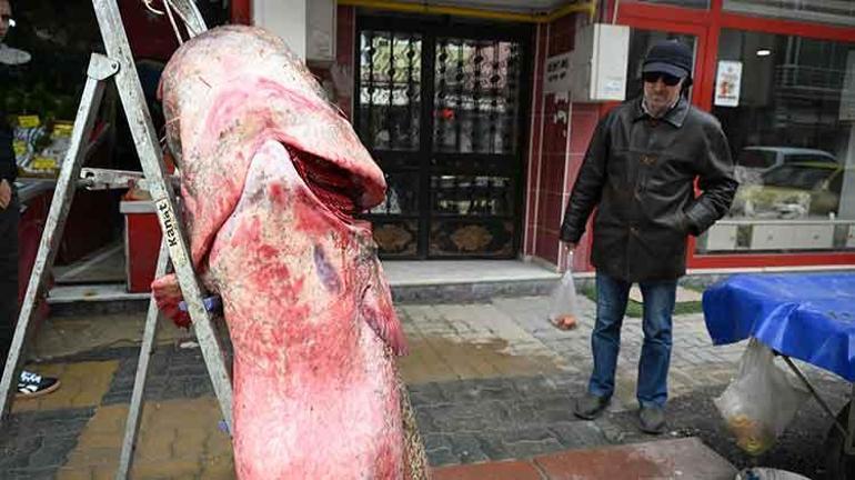 Kilosu 500 lira Edirnede Yakalanan 102 Kiloluk Nehir Canavarı Kapış Kapış Gidiyor