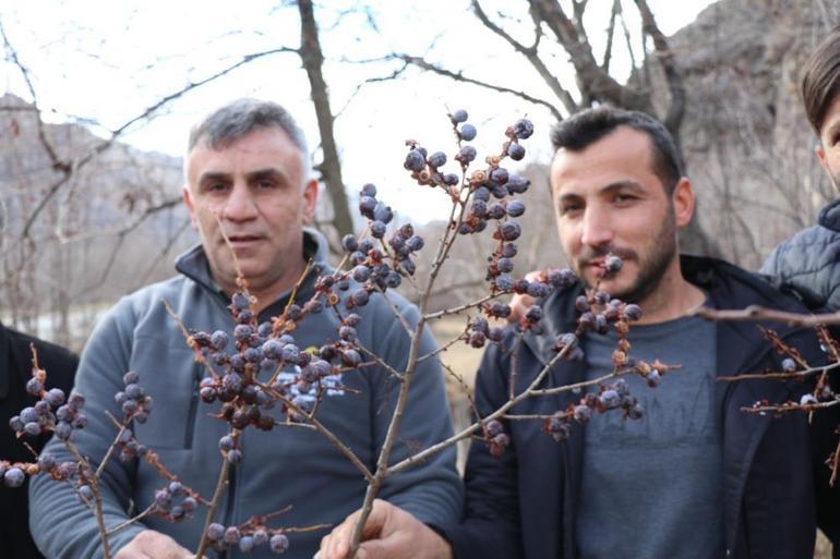 Erzurumda alışılmadık görüntü Kış ortasında dalından meyve yiyorlar