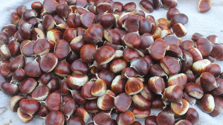 Bursa’da kabusa karşı yeni yöntem işe yaradı Tüm ilçelerde rekor, yüzde 50 arttı