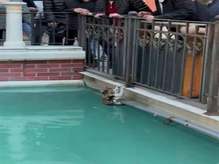 AVMnin havuzuna düşen kediyi esnaf kurtardı
