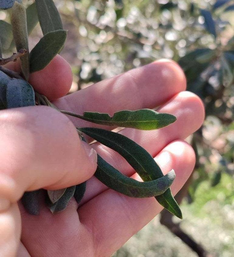 Manisa için tehlike çanları çalıyor: halkalı leke alarmı Kritik tarih 26 Şubat