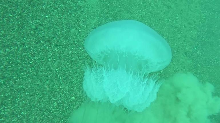 Akdenizde tehlikeli tür Kesinlikle dokunulmaması gerekiyor