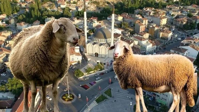 Kayseride gerçeği kaybolan koyun ortaya çıkardı Toprak yutuyor